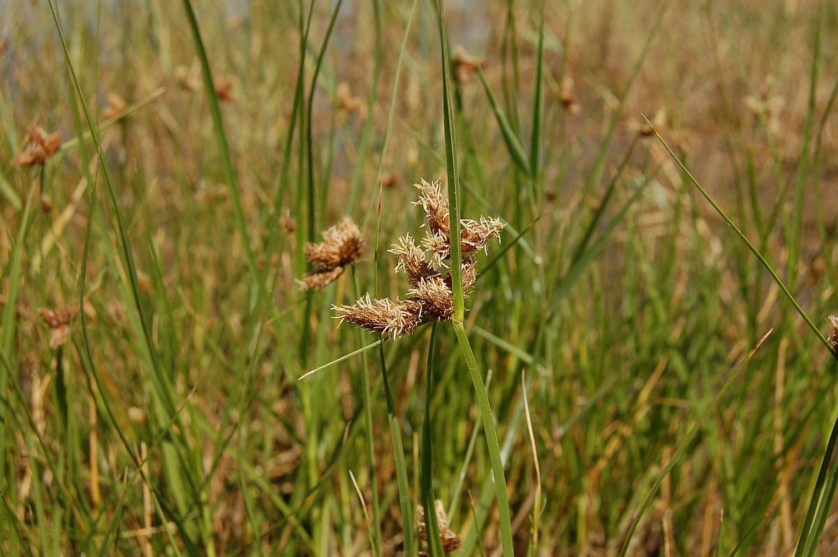 Bolboschoenus maritimus